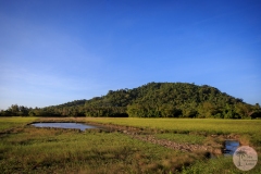 IMG_8726-Copy
